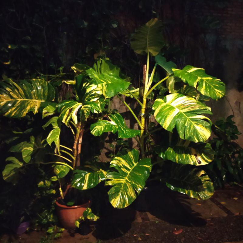 monstera sirih gading jumbo bonggol bertunas