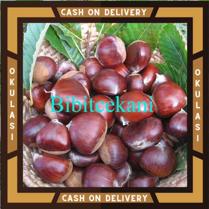 Bibit Buah Jengkol Okulasi Cepat Berbuah