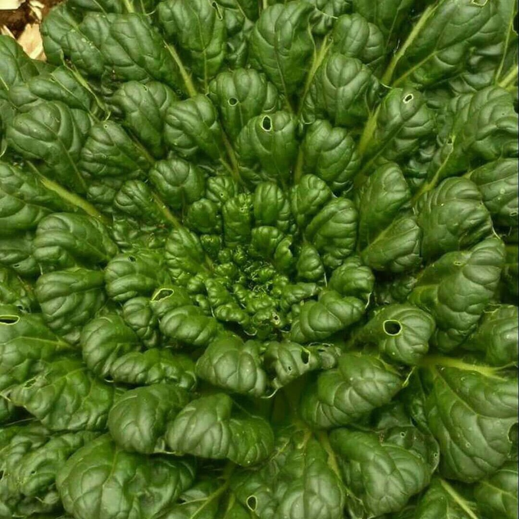 

Daun Pagoda Organik
