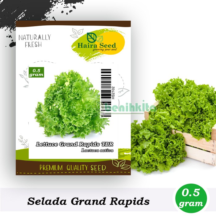 Benih-Bibit Selada Keriting Grand Rapids TBR (Haira Seed)