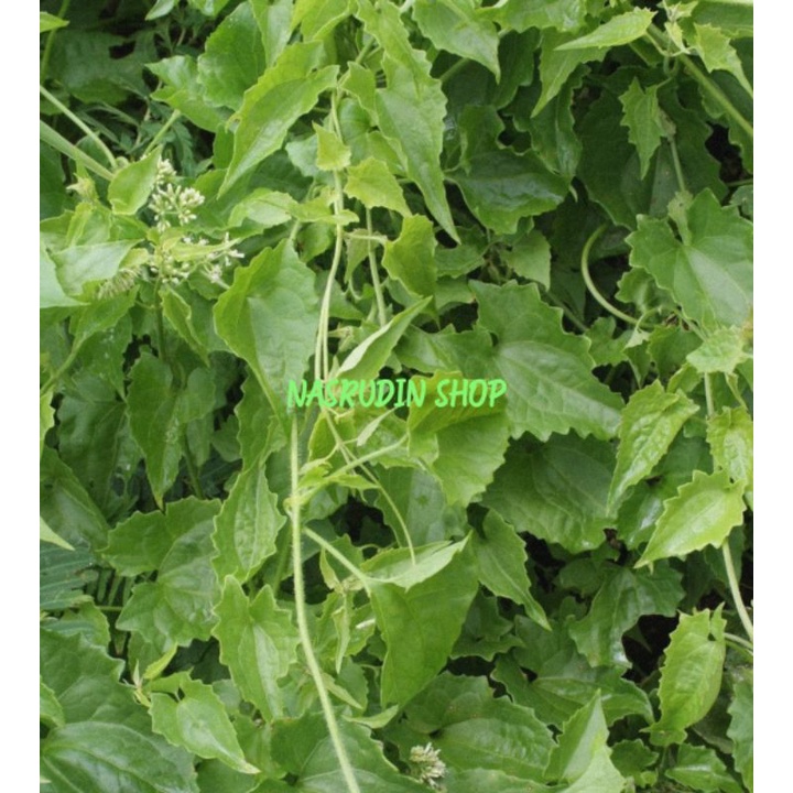 

DAUN SAMBUNG RAMBUT SEGAR LANGSUNG PETIK HERBAL