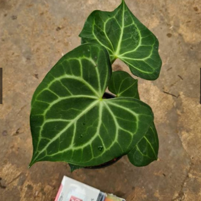 tanaman  bibit hybrid anthurium tarantula x regale