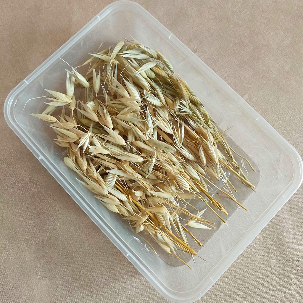 DIY MIX Taiwan Acacia Rose Leaf Rainbow Lagurus Mini Lavender Mini DIY Lagurus Wheat Limonium Plains Eryngo Nigella First LoverGrass Preserved Gumdrop Baby Blue Eucalyptus Edelweiss Bunga Mini Box Kering Asli Dekorasi Hias