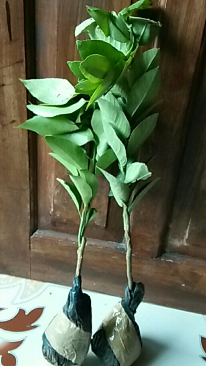 Bibit Jeruk Chokun Madu Manis Jeruk Chokun Thailand Okulasi