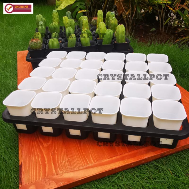 1 SET TRAY LUBANG 30 + POT NKT KOTAK 5CM PUTIH 30 PCS | TRAY SEMAI BIBIT