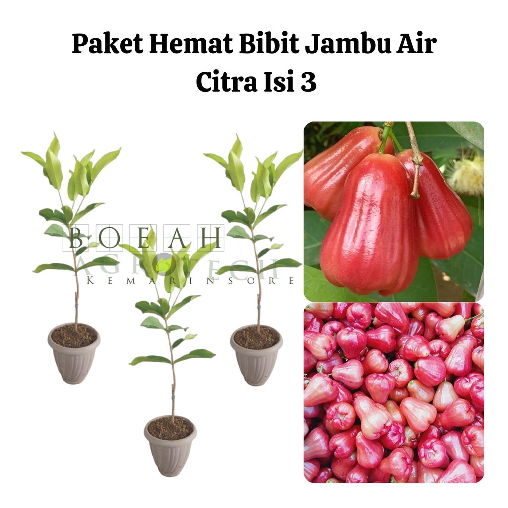 Paket Hemat Bibit Jambu Air Citra Okulasi Isi 3 Bonus Bibit Strawberry+Polibag