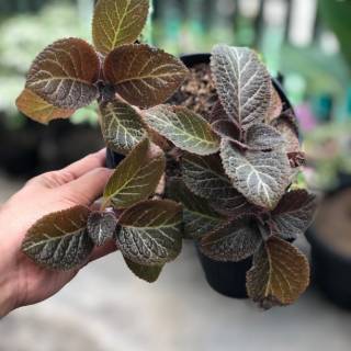 PROMO Tanaman hias 4 episcia  tanaman bunga  gantung begonia 