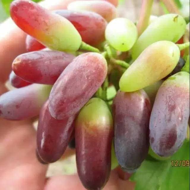 Bibit anggur import carnival