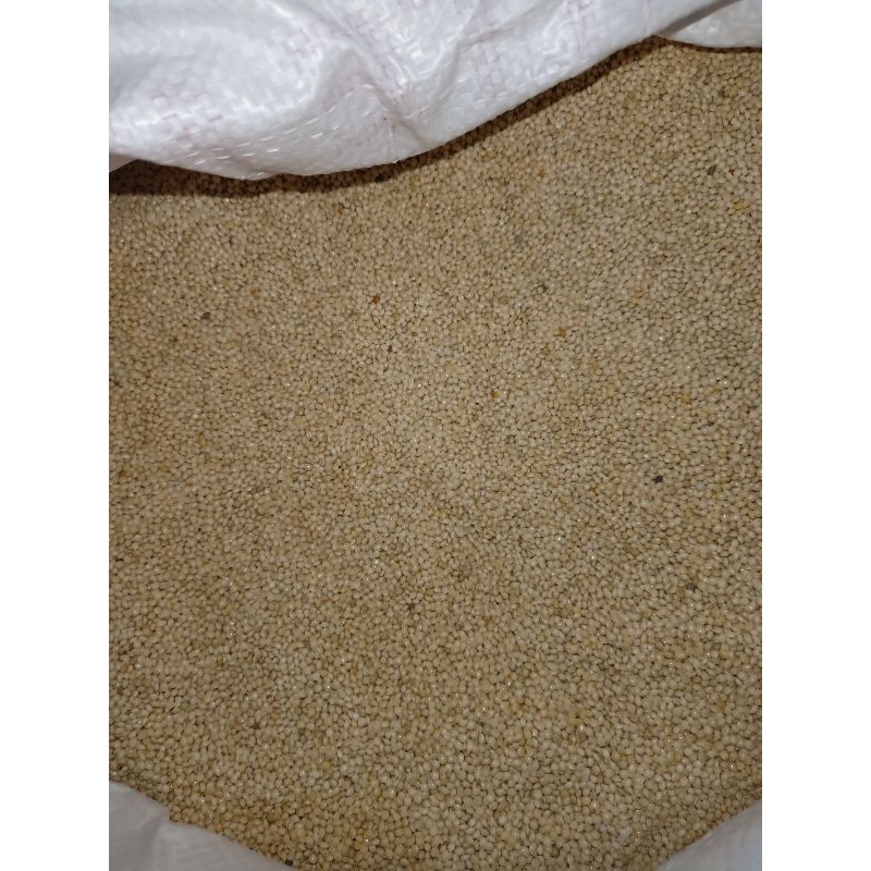 Milet putih 25 kg milet karungan - milet putih bersih