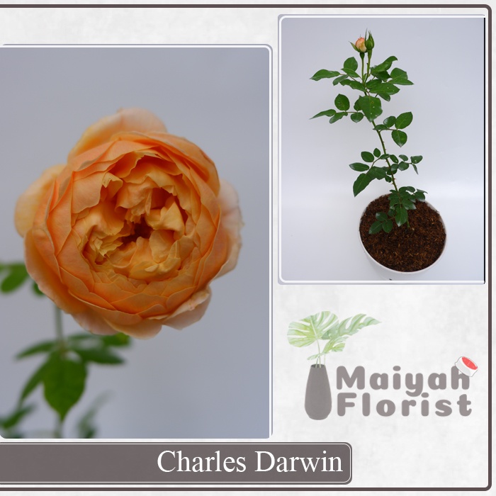 Mawar Import Charles Darwin - Tanaman Hias - Sudah Berbunga - Berlabel