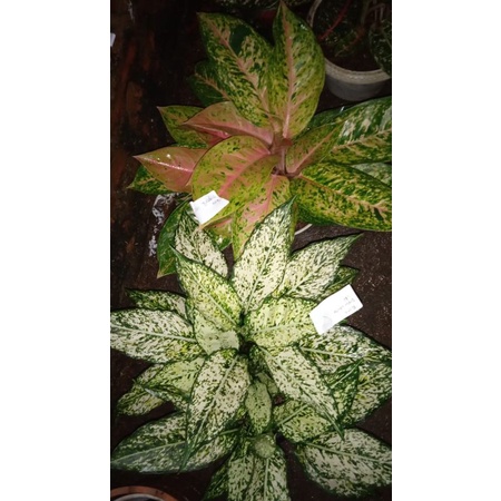 paket 2 aglonema snow white rumpun/bigroy rumpun