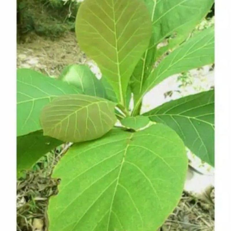 

DAUN JATI SEGAR LANGSUNG PETIK/DAUN JATI/JATI HERBAL 500g