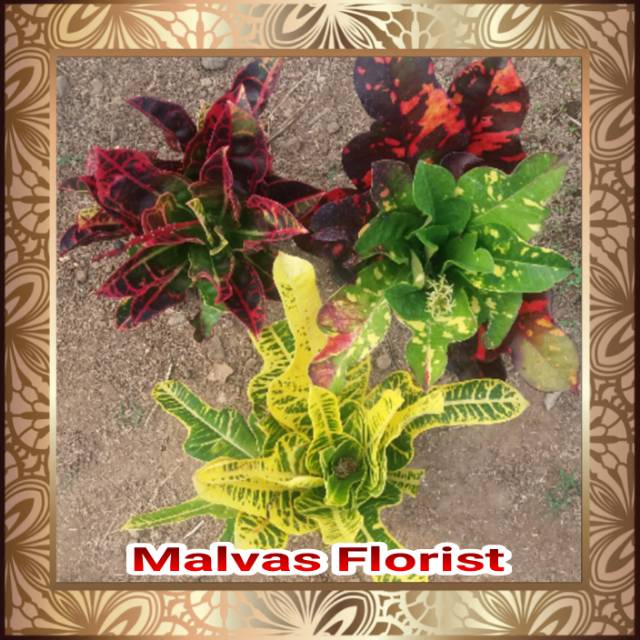 Tanaman hias -bibit bunga paket puring