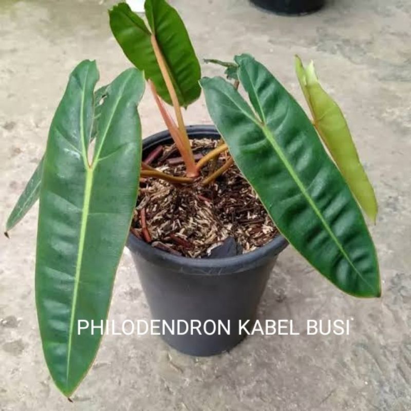bibit bonggol PHILODENDRON KABEL BUSI