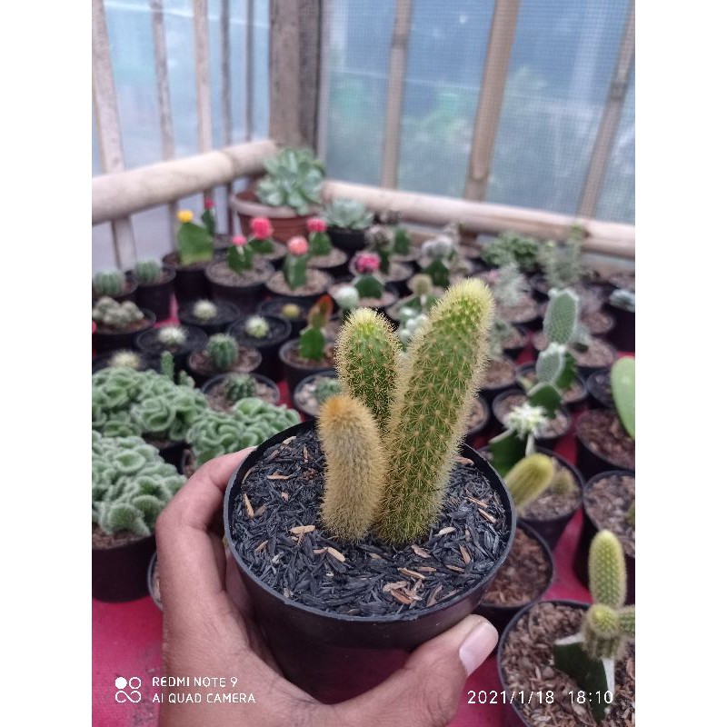 kaktus ekor tupai ownroot