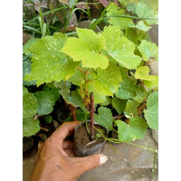 bibit anggur hitam lokal