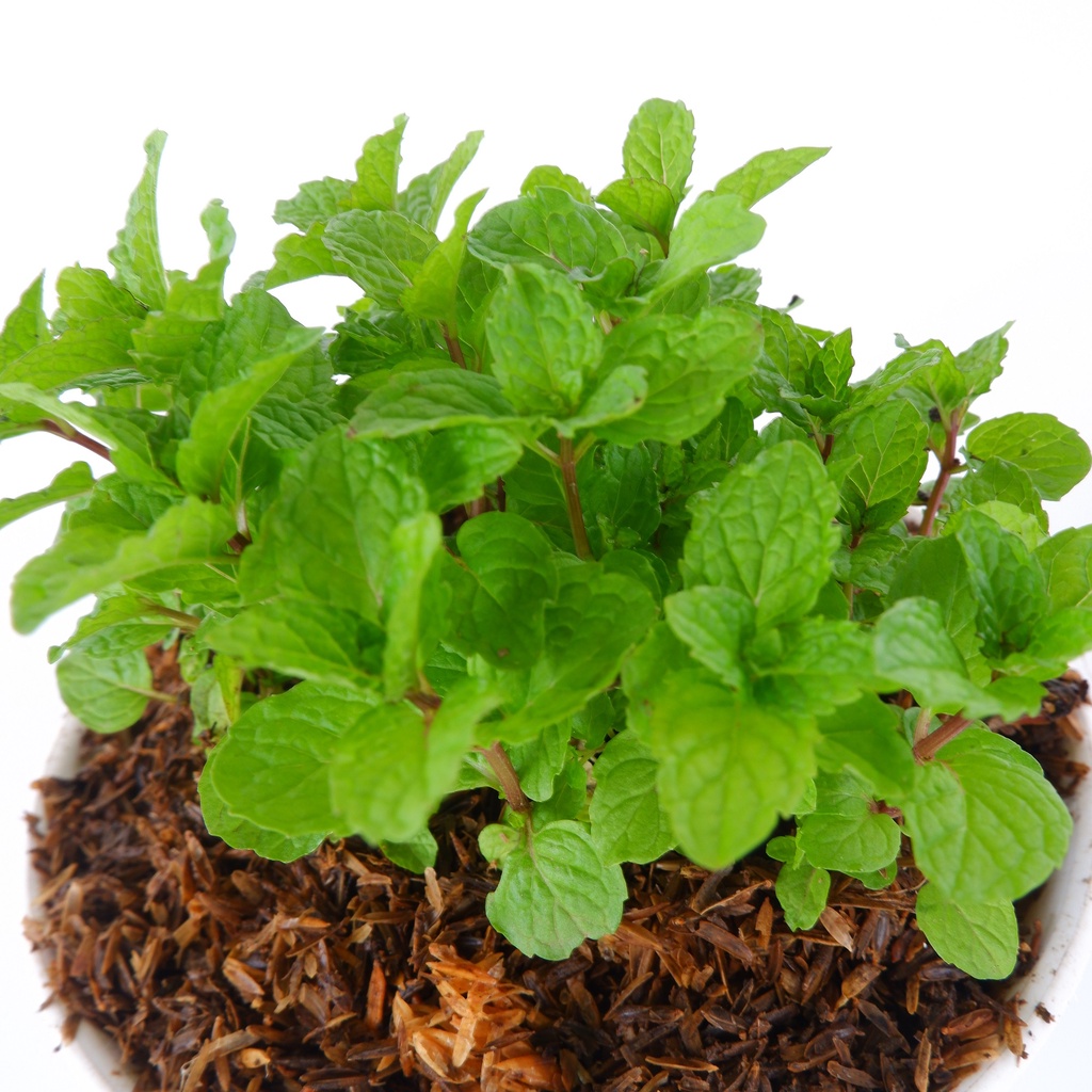 Tanaman Herbal Daun Mint