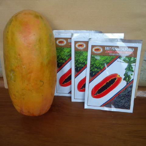 benih/bibit pepaya calina(california)