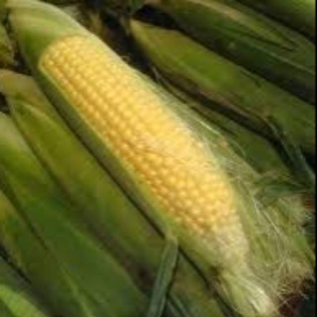 

Jagung Manis