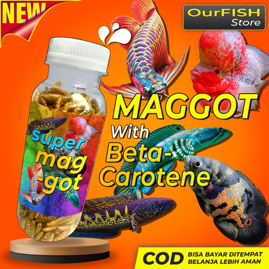 Ourfish Pakan Super Maggot 20 gram with Beta-carotene Pakan Ikan Predator Channa Arwana Louhan Oscar