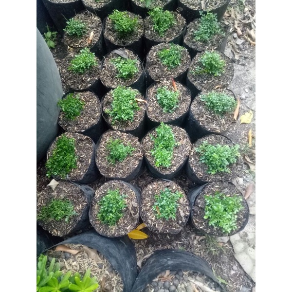 kemuning super mikro