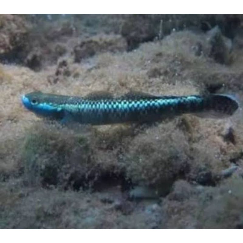 ikan goby blue neon