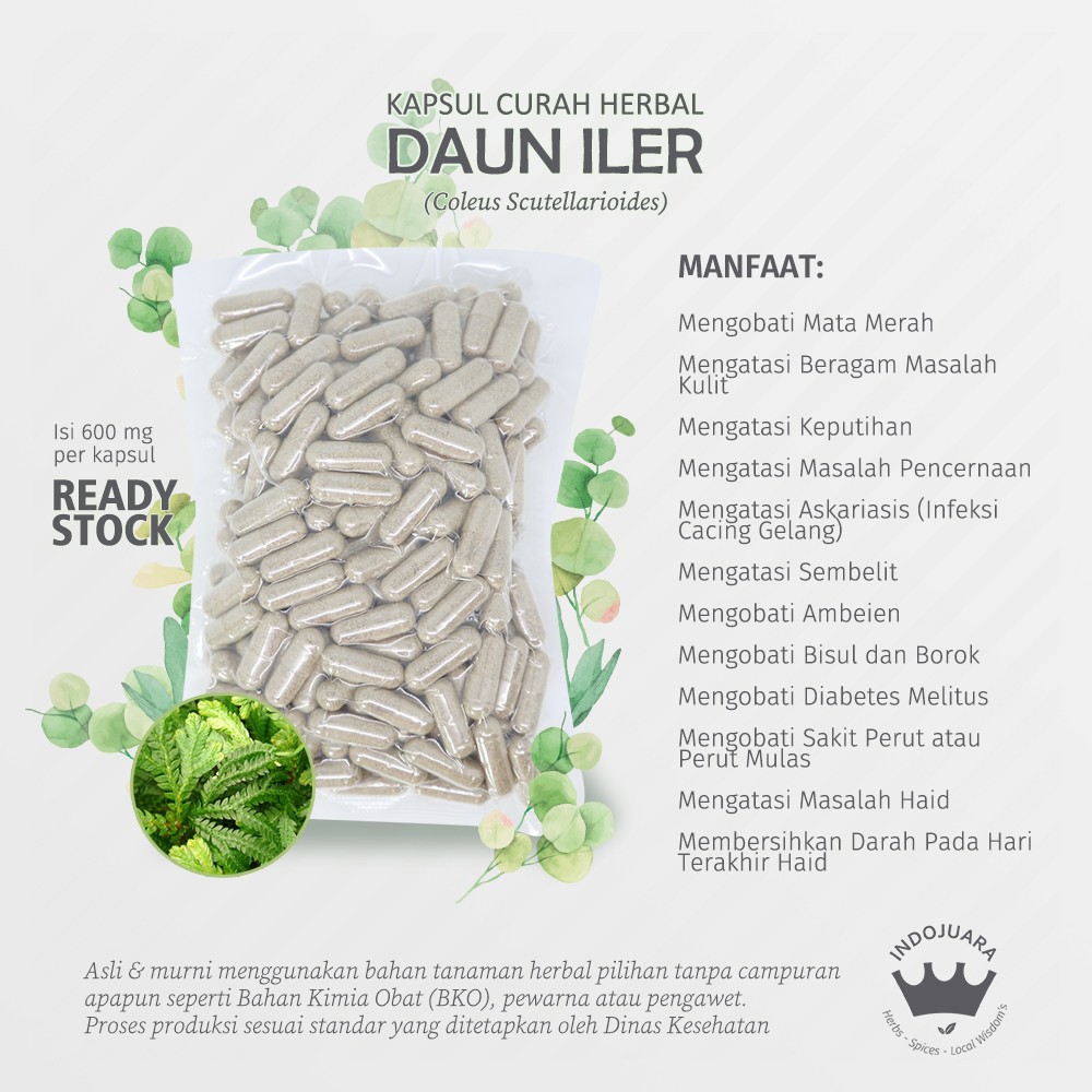 

DAUN ILER 100 Kapsul Curah Herbal Mata Merah Sembelit Radang Telinga Tipus