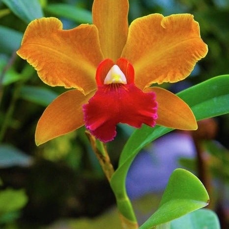 tanaman hias Anggrek Dendrobium orange galaxy