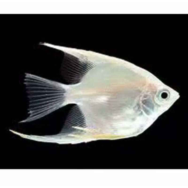 

Ikan Hias Manfish Platinum