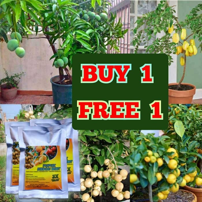 PUPUK KEBON BIBIT MEMPERCEPAT TANAMAN BERBUAH