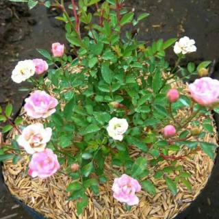 Paket 6 Pohon Bibit  Bunga Mawar Barbie Baby Rose 