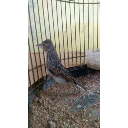 burung branjangan jantan pilihan