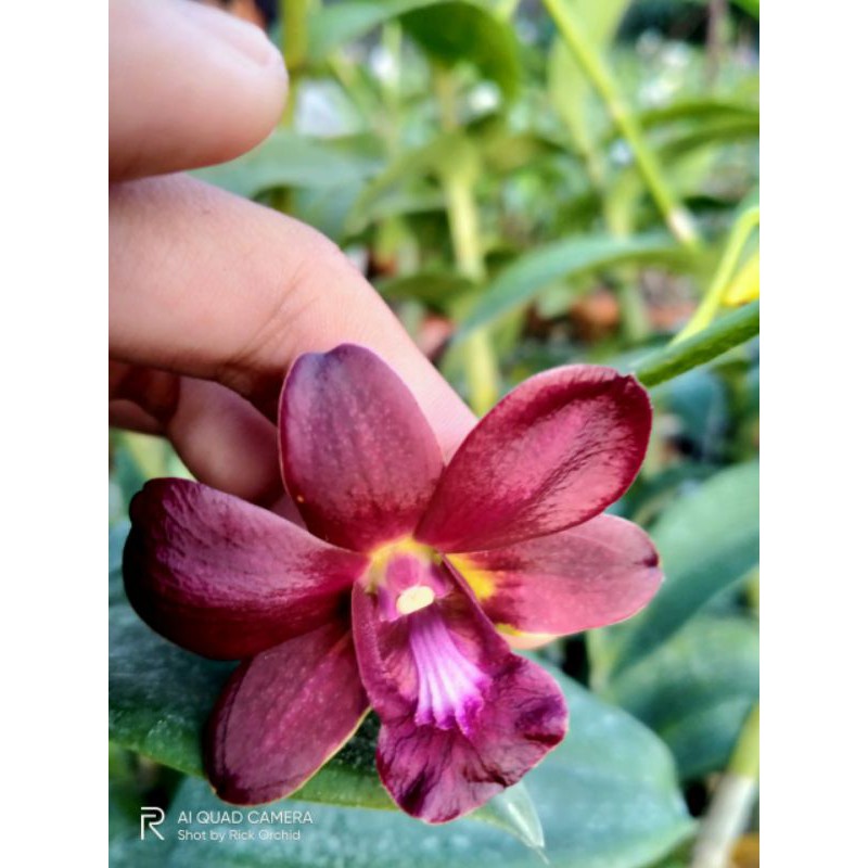 Dendrobium Bertachong