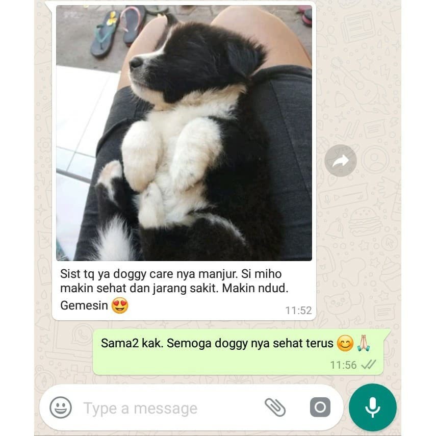 VITAMIN ANJING  BULU ANJING  NAFSU MAKAN PENGGEMUK ANJING PENUMBUH BULU ANJING OBAT RONTOK BULU ANJING