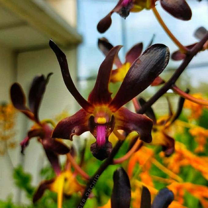 +++++] anggrek Dendrobium Rajajowas