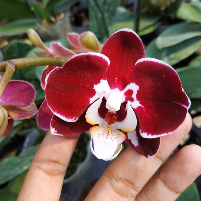 Anggrek bulan dewasa merah lidah putih