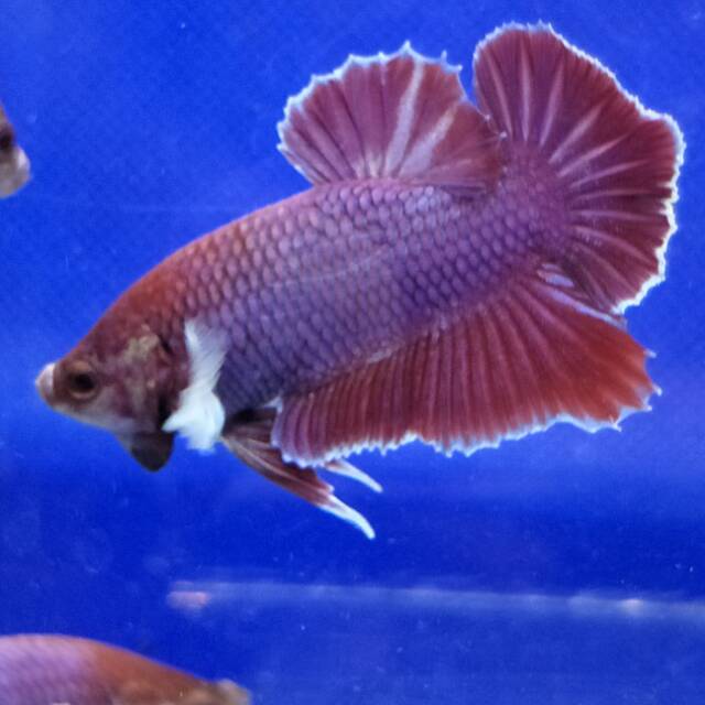 Ikan cupang plakat male dumbo ear