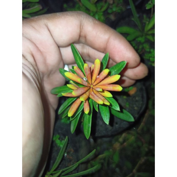 Lohansung Pucuk Merah Import Original/ bibit bonsai import