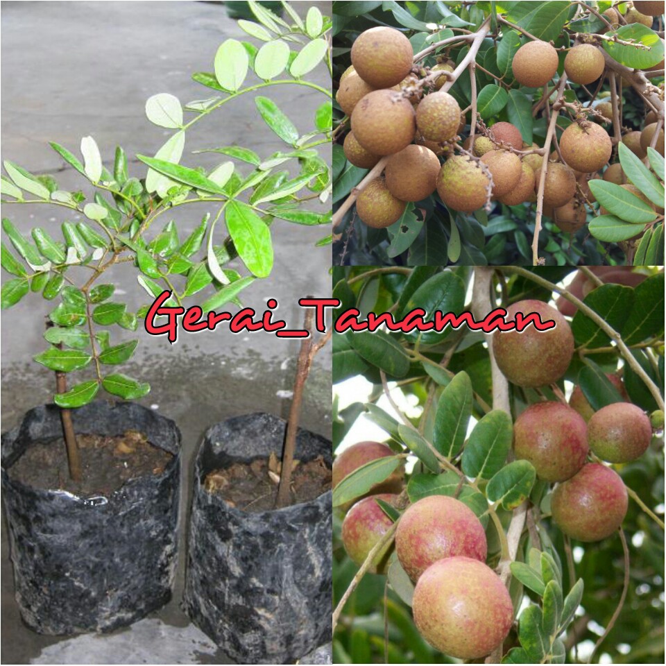 Bibit Kelengkeng Bangkok Pimpong