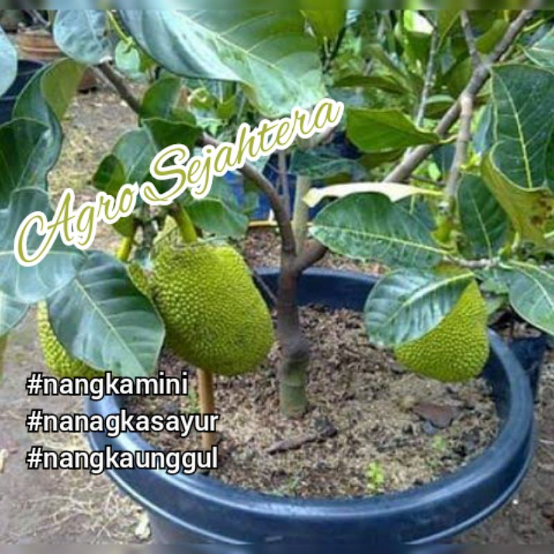Bibit Nangka Mini ll Nangka Sayur