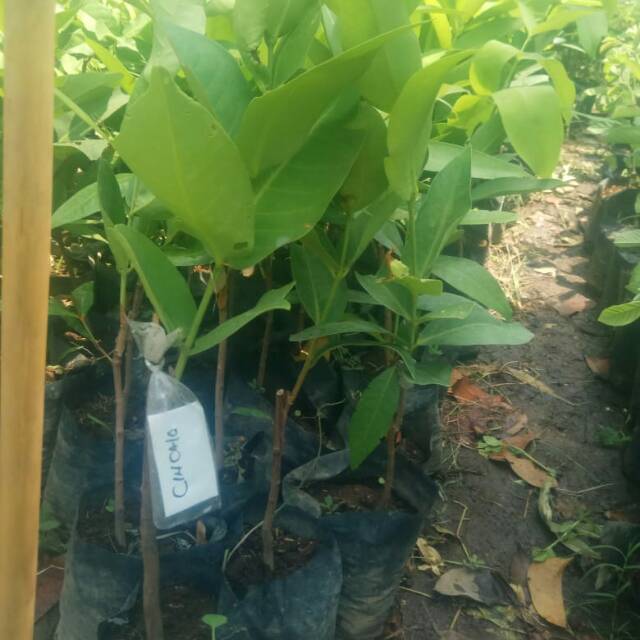 JAMBU CINCALO//BIBIT JAMBU CINCALO
