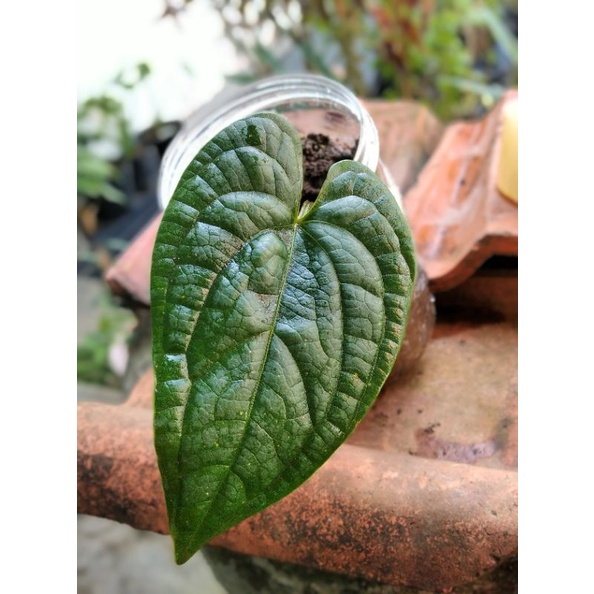 Sirih Badak / Anthurium Radicans