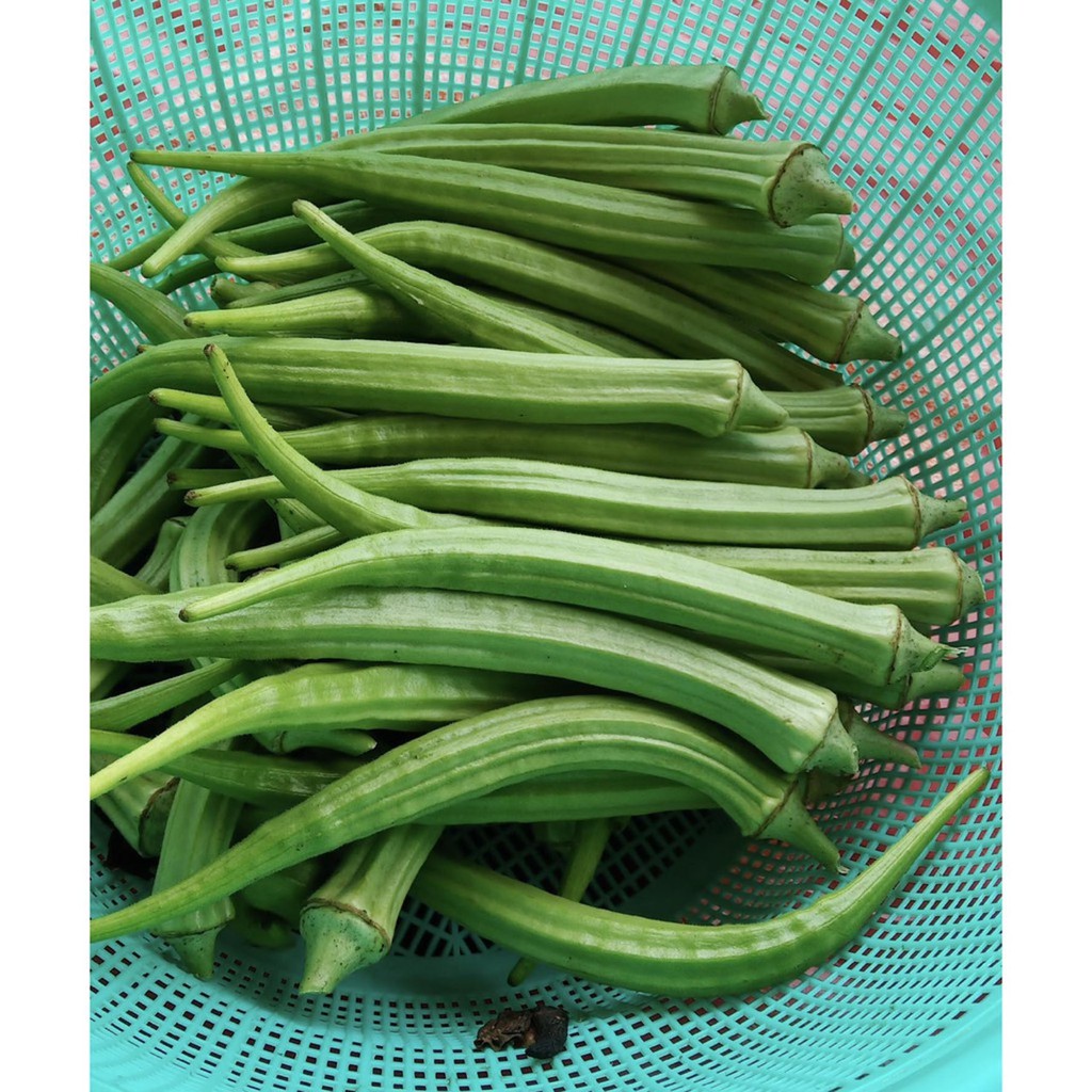 Biji Sayur Okra Hijau Panjang - Bibit Sayur Okra Hijau Panjang - Okra Hijau Panjang - COD