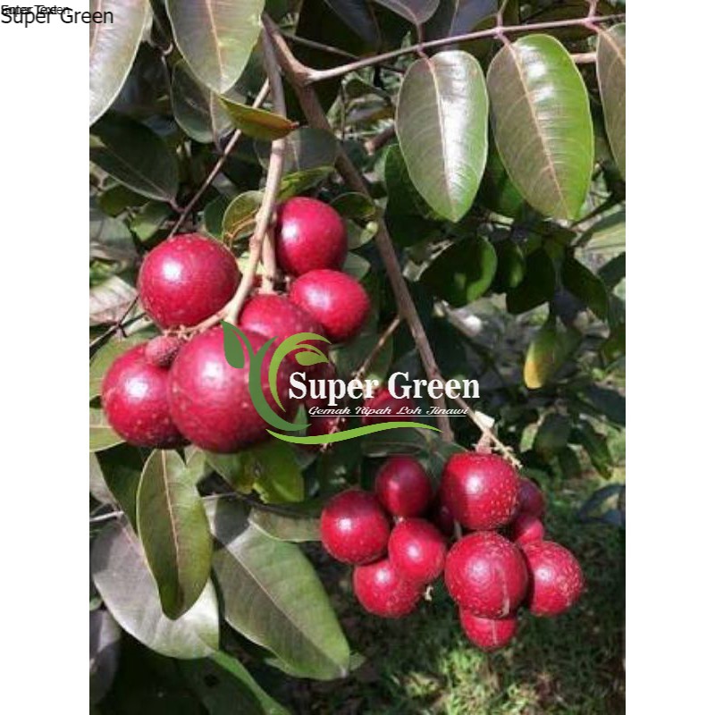 bibit kelengkeng merah unggul