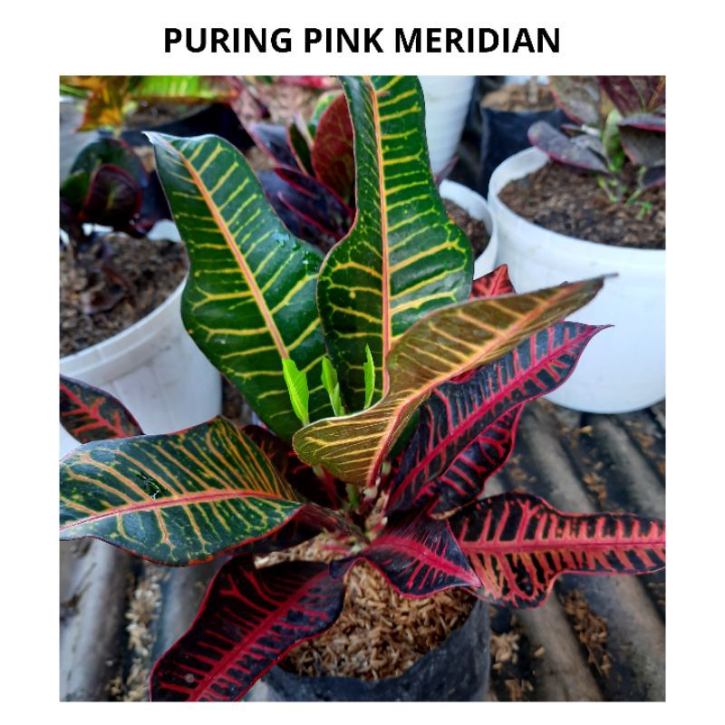 TANAMAN HIAS PURING KOLEKSI PINK MERIDIAN IMPORT