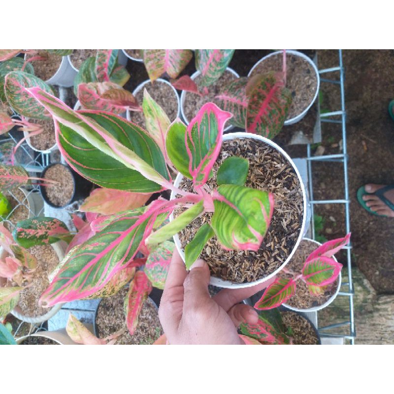 BIBIT AGLONEMA KANZA JOS