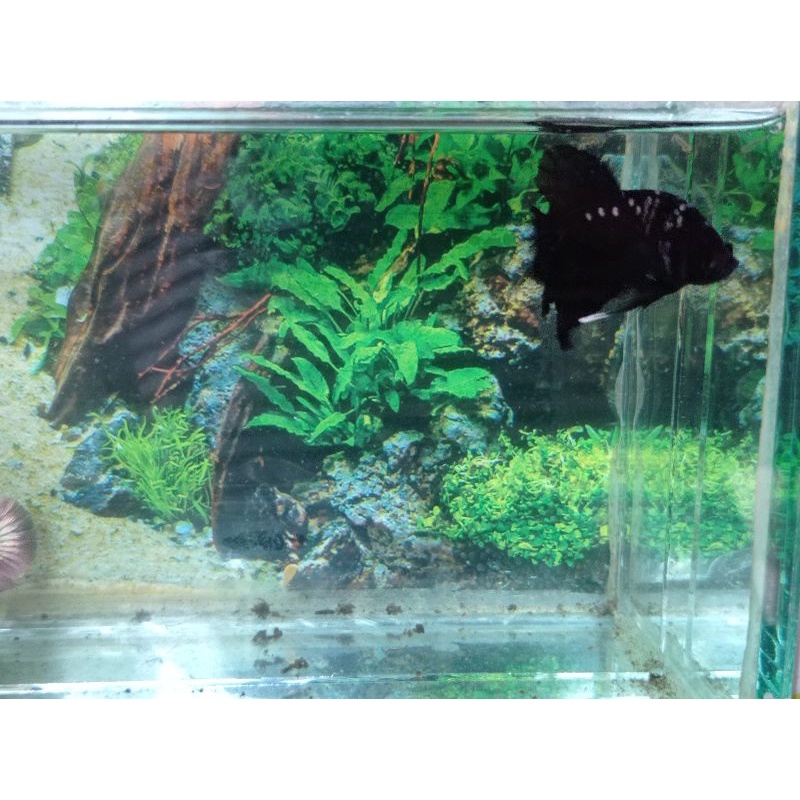 avatar cooper gold avcg