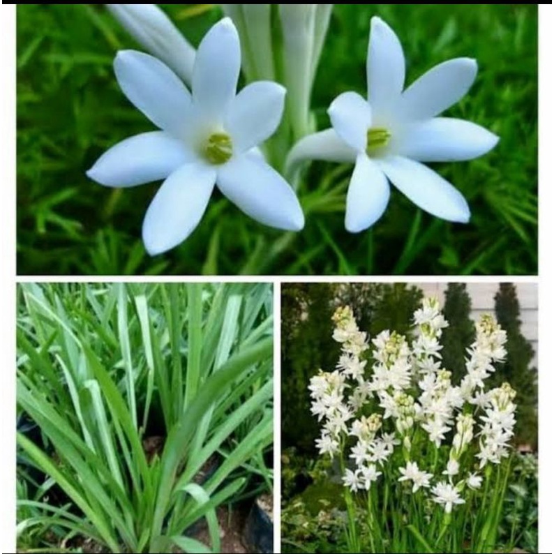 Bibit tanaman bunga sedap malam/Pohon bunga sedap malam