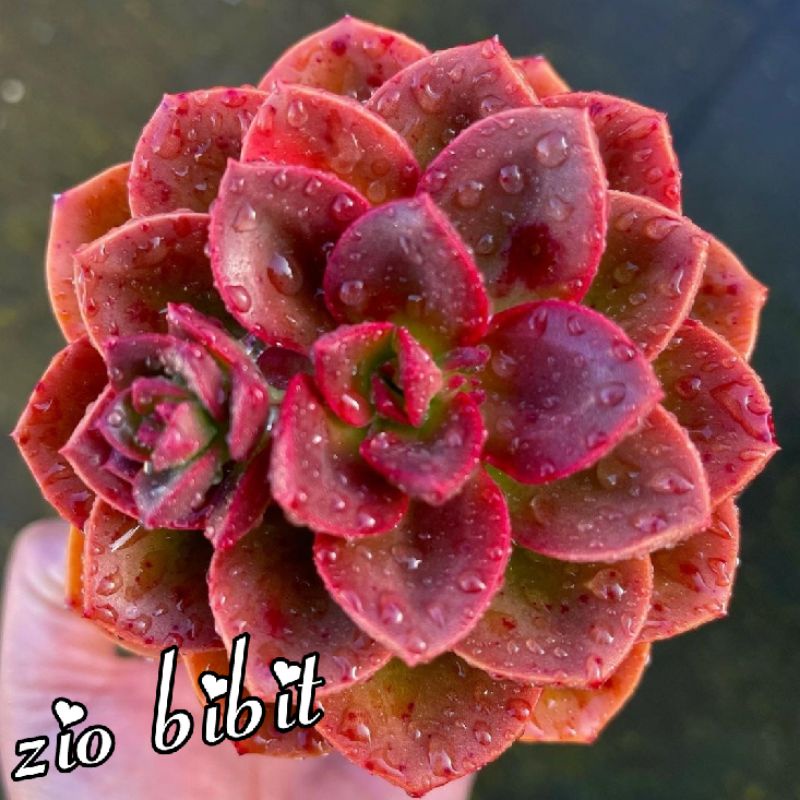 Benih Bibit Biji Kaktus Sukulen Import Hias Mini Tanaman Kaktus Laveda