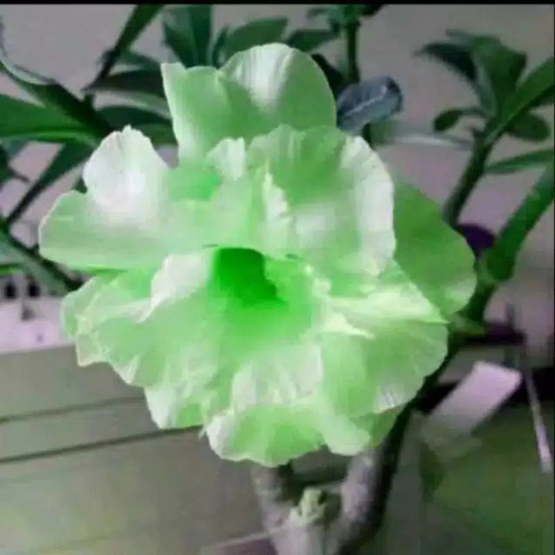 biji bunga adenium hijau